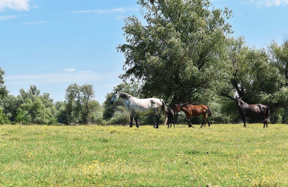 Krcedinska Ada - feature image